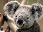 JohanCharvet_koala.jpg